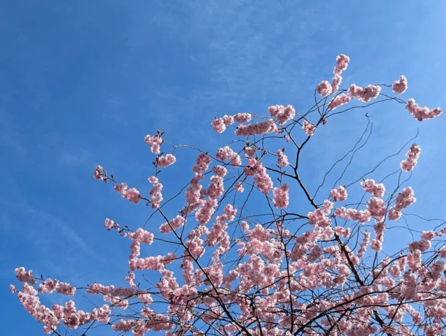 Jag står framför körsbärsträden i Kungsträdgården.

Där är de. I år igen.
Jag tittar på dem.
Jaha.

Det är som havet.

🌸💮🌸

🌊